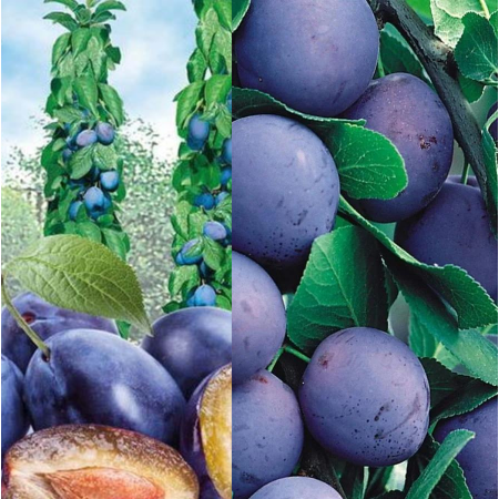 śliwa kolumnowa Imperial 1124